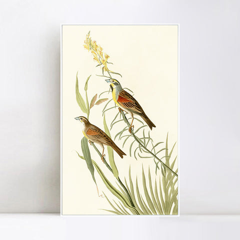 INVIN ART Framed Canvas Series#137 by John James Audubon Wall Art Living Room Home Office Decorations