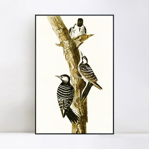 INVIN ART Framed Canvas Series#138 by John James Audubon Wall Art Living Room Home Office Decorations