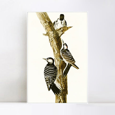 INVIN ART Framed Canvas Series#138 by John James Audubon Wall Art Living Room Home Office Decorations
