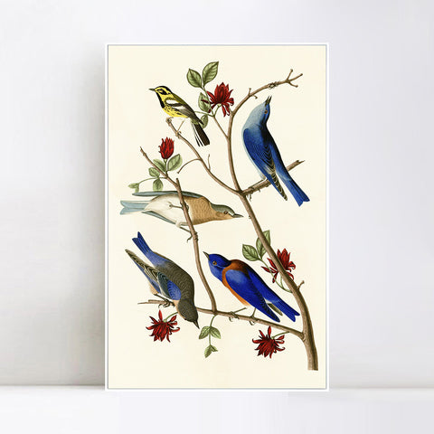 INVIN ART Framed Canvas Series#140 by John James Audubon Wall Art Living Room Home Office Decorations
