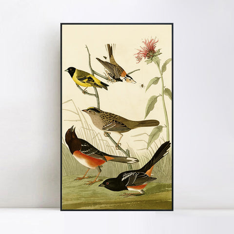 INVIN ART Framed Canvas Series#141 by John James Audubon Wall Art Living Room Home Office Decorations