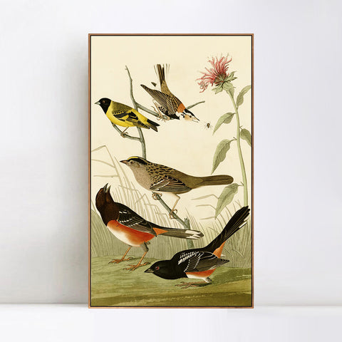 INVIN ART Framed Canvas Series#141 by John James Audubon Wall Art Living Room Home Office Decorations