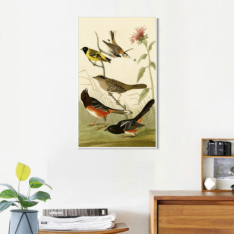 INVIN ART Framed Canvas Series#141 by John James Audubon Wall Art Living Room Home Office Decorations