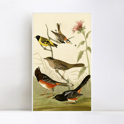 INVIN ART Framed Canvas Series#141 by John James Audubon Wall Art Living Room Home Office Decorations