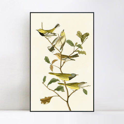 INVIN ART Framed Canvas Series#144 by John James Audubon Wall Art Living Room Home Office Decorations
