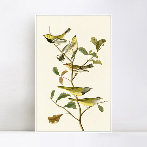 INVIN ART Framed Canvas Series#144 by John James Audubon Wall Art Living Room Home Office Decorations
