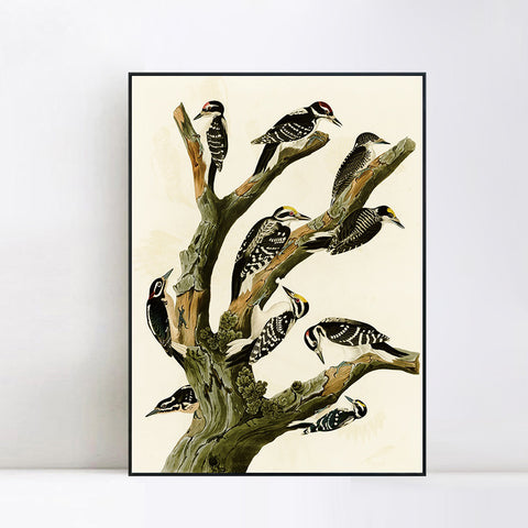 INVIN ART Framed Canvas Series#146 by John James Audubon Wall Art Living Room Home Office Decorations