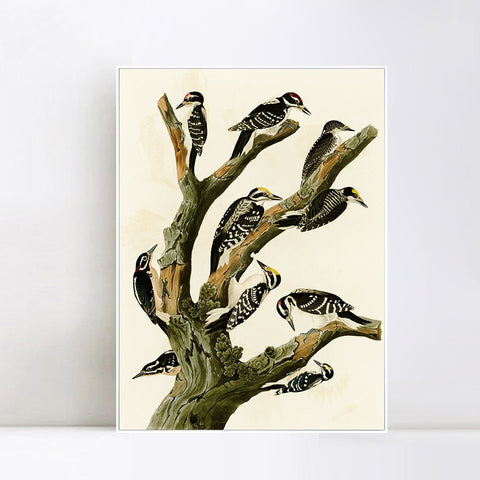 INVIN ART Framed Canvas Series#146 by John James Audubon Wall Art Living Room Home Office Decorations