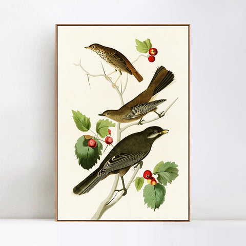INVIN ART Framed Canvas Series#147 by John James Audubon Wall Art Living Room Home Office Decorations