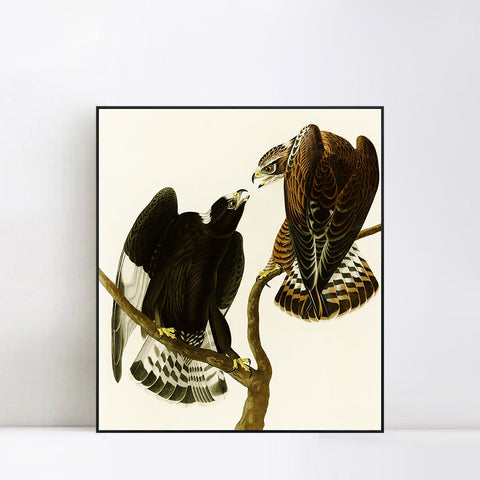 INVIN ART Framed Canvas Series#148 by John James Audubon Wall Art Living Room Home Office Decorations