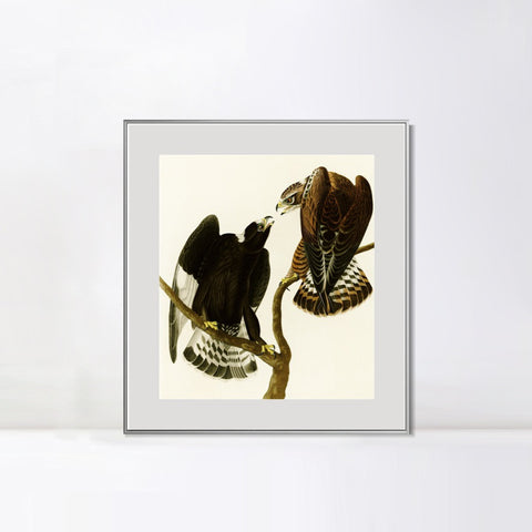INVIN ART Metal Framed Canvas Series#148 by John James Audubon Wall Art Living Room Home Office Decorations