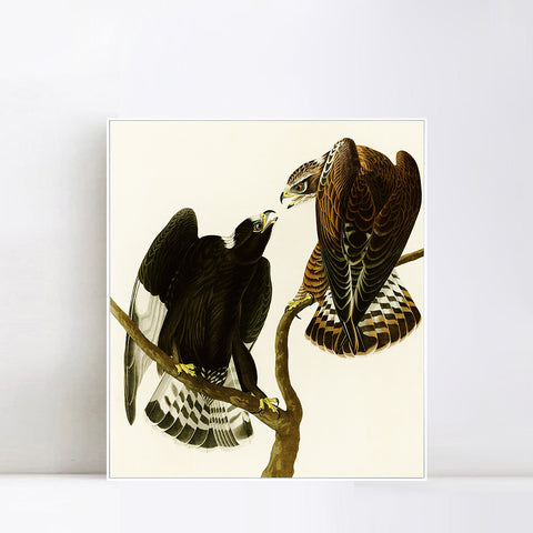 INVIN ART Framed Canvas Series#148 by John James Audubon Wall Art Living Room Home Office Decorations