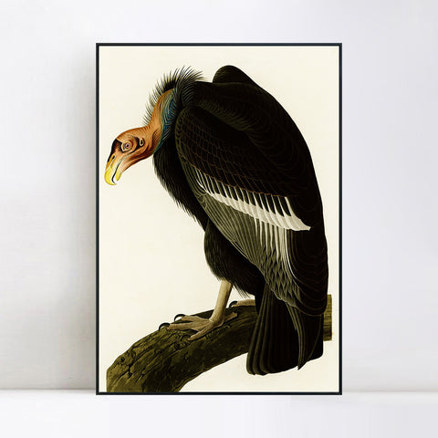 INVIN ART Framed Canvas Series#149 by John James Audubon Wall Art Living Room Home Office Decorations