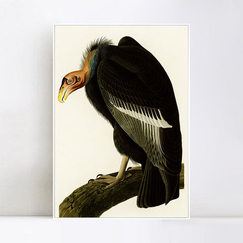 INVIN ART Framed Canvas Series#149 by John James Audubon Wall Art Living Room Home Office Decorations