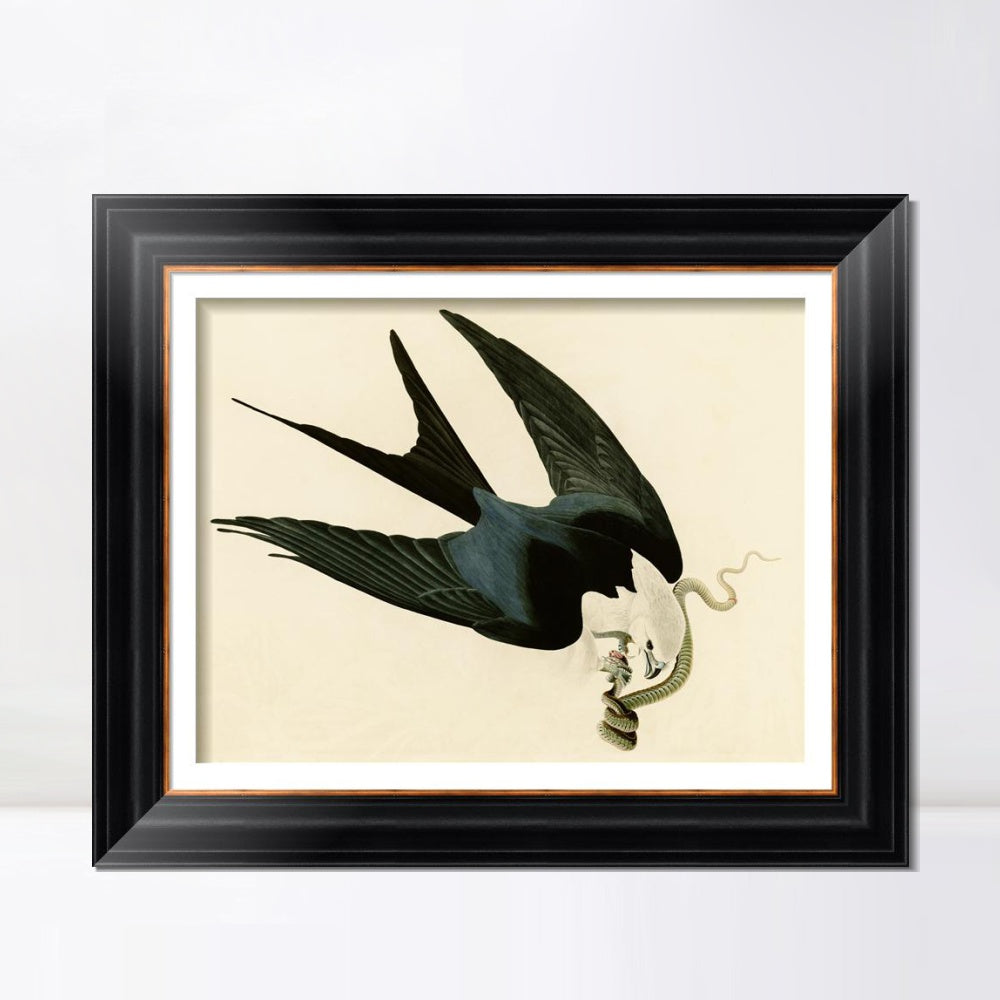 INVIN ART Framed Canvas Art Giclee Print Swallow Tailed Hawk by John James Audubon Living Room Home Office Wall Art Decorations
