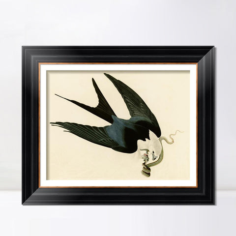 INVIN ART Framed Canvas Art Giclee Print Swallow Tailed Hawk by John James Audubon Living Room Home Office Wall Art Decorations