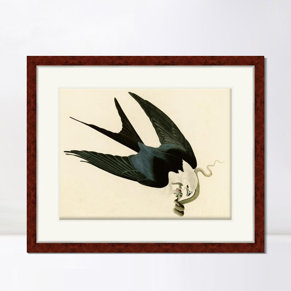 INVIN ART Framed Canvas Art Giclee Print Swallow Tailed Hawk by John James Audubon Living Room Home Office Wall Art Decorations