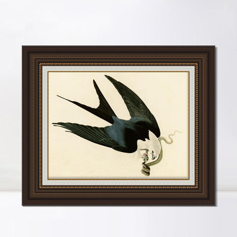 INVIN ART Framed Canvas Art Giclee Print Swallow Tailed Hawk by John James Audubon Living Room Home Office Wall Art Decorations