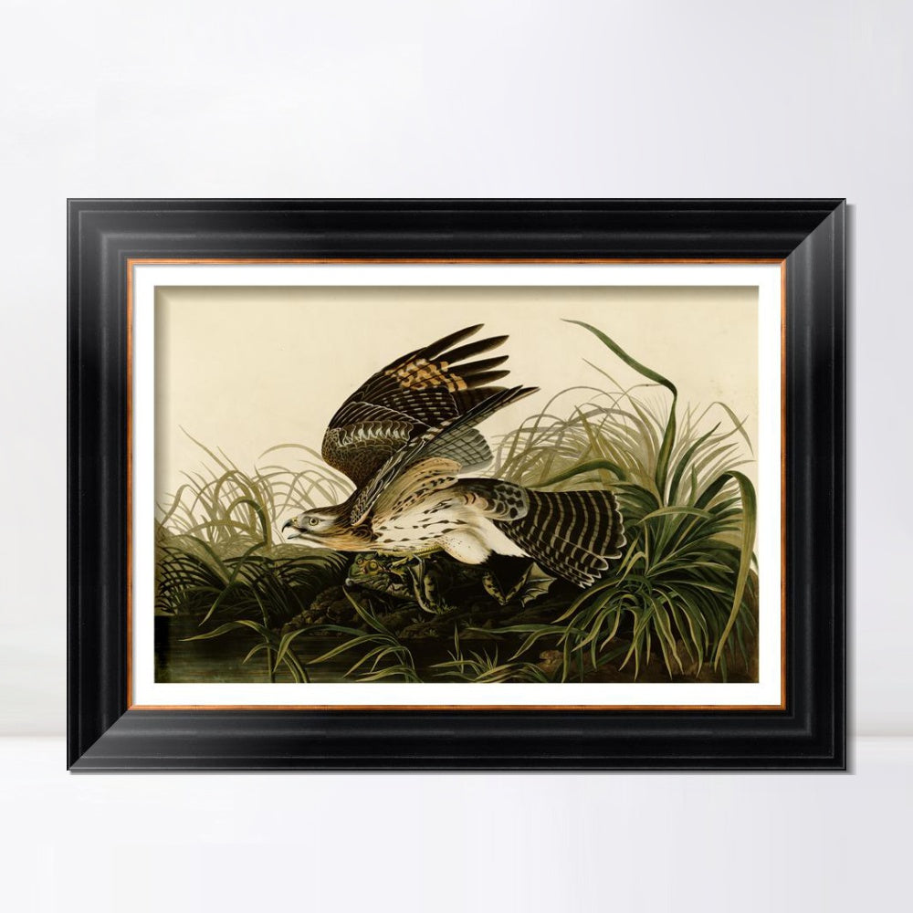 INVIN ART Framed Canvas Art Giclee Print Winter Hawk by John James Audubon  Home Office Wall Art Decorations
