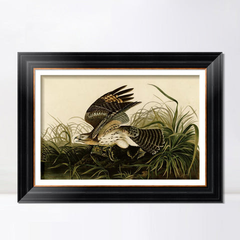 INVIN ART Framed Canvas Art Giclee Print Winter Hawk by John James Audubon Living Room Home Office Wall Art Decorations