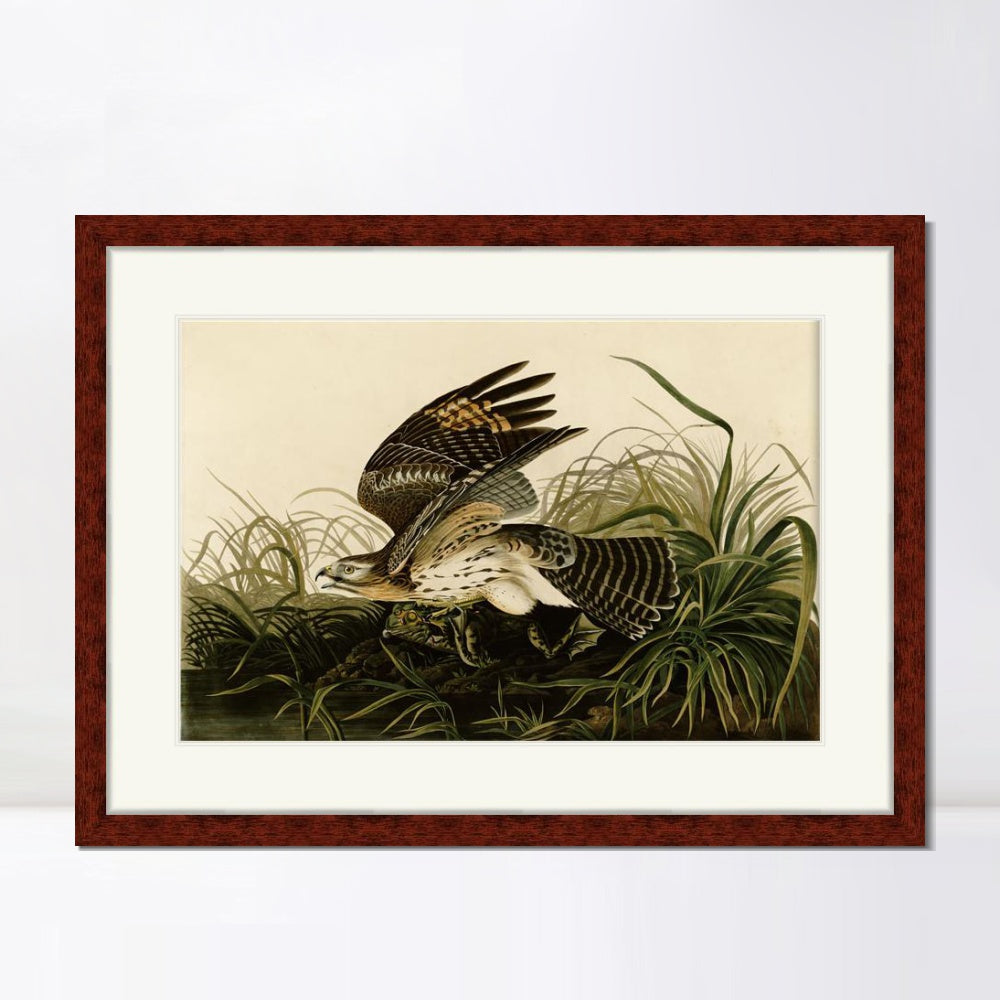 INVIN ART Framed Canvas Art Giclee Print Winter Hawk by John James Audubon  Home Office Wall Art Decorations