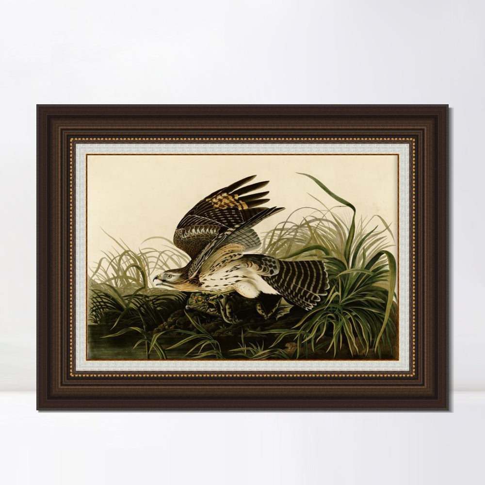 INVIN ART Framed Canvas Art Giclee Print Winter Hawk by John James Audubon  Home Office Wall Art Decorations