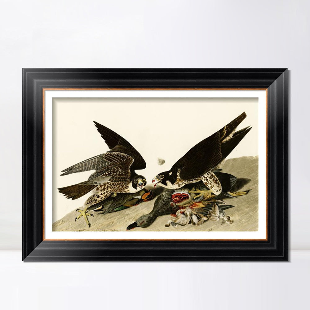 INVIN ART Framed Canvas Art Giclee Print Great Footed Hawk by John James Audubon  Home Office Wall Art Decorations