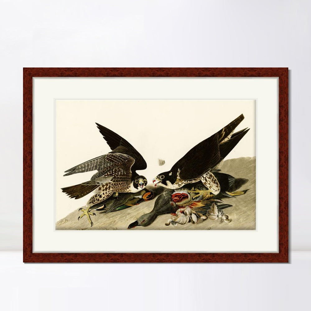 INVIN ART Framed Canvas Art Giclee Print Great Footed Hawk by John James Audubon  Home Office Wall Art Decorations