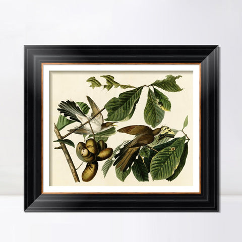 INVIN ART Framed Canvas Art Giclee Print Yellow Billed Cuckoo by John James Audubon Living Room Home Office Wall Art Decorations