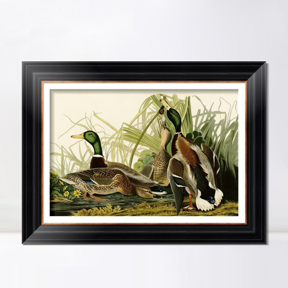 INVIN ART Framed Canvas Art Giclee Print Mallard_Duck by John James Audubon  Home Office Wall Art Decorations