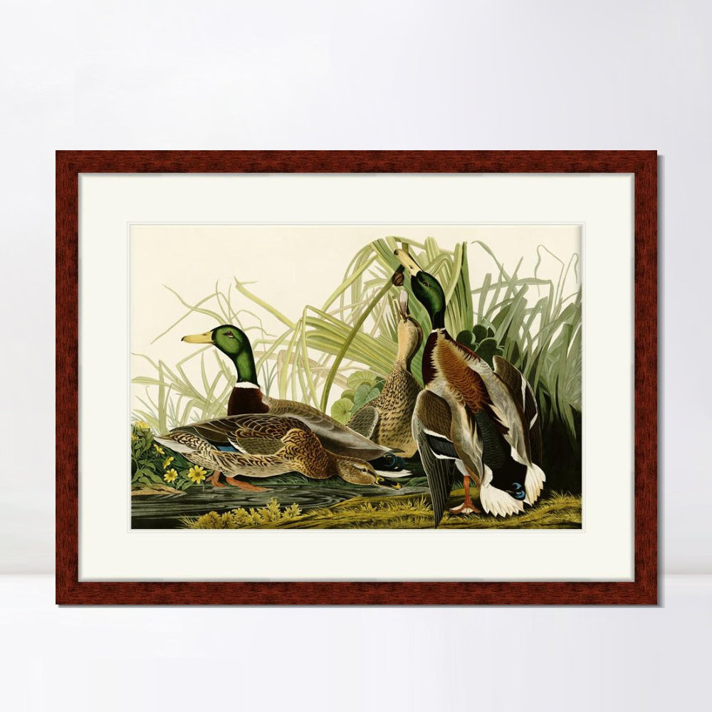 INVIN ART Framed Canvas Art Giclee Print Mallard_Duck by John James Audubon  Home Office Wall Art Decorations