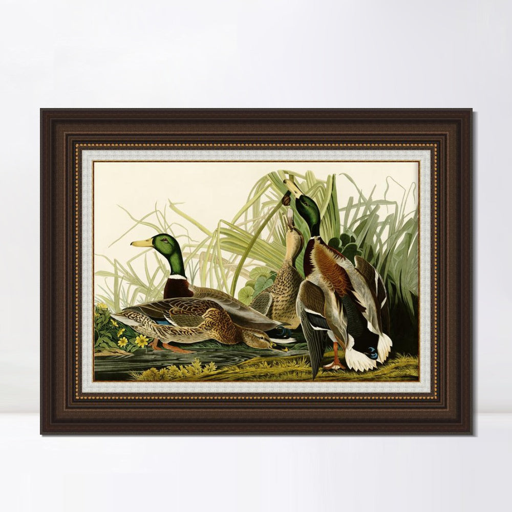 INVIN ART Framed Canvas Art Giclee Print Mallard_Duck by John James Audubon  Home Office Wall Art Decorations