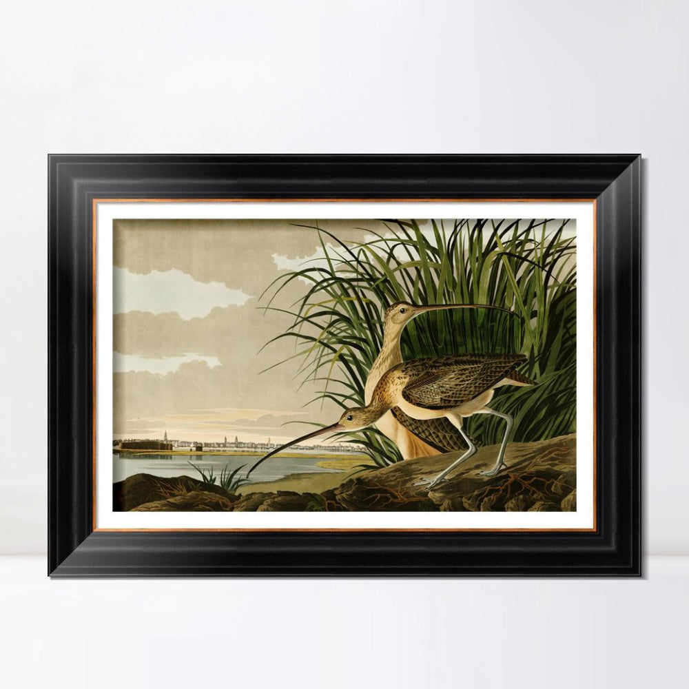 INVIN ART Framed Canvas Art Giclee Print Long Billed Curlew by John James Audubon Wall Room Home Office Art Living Decorations