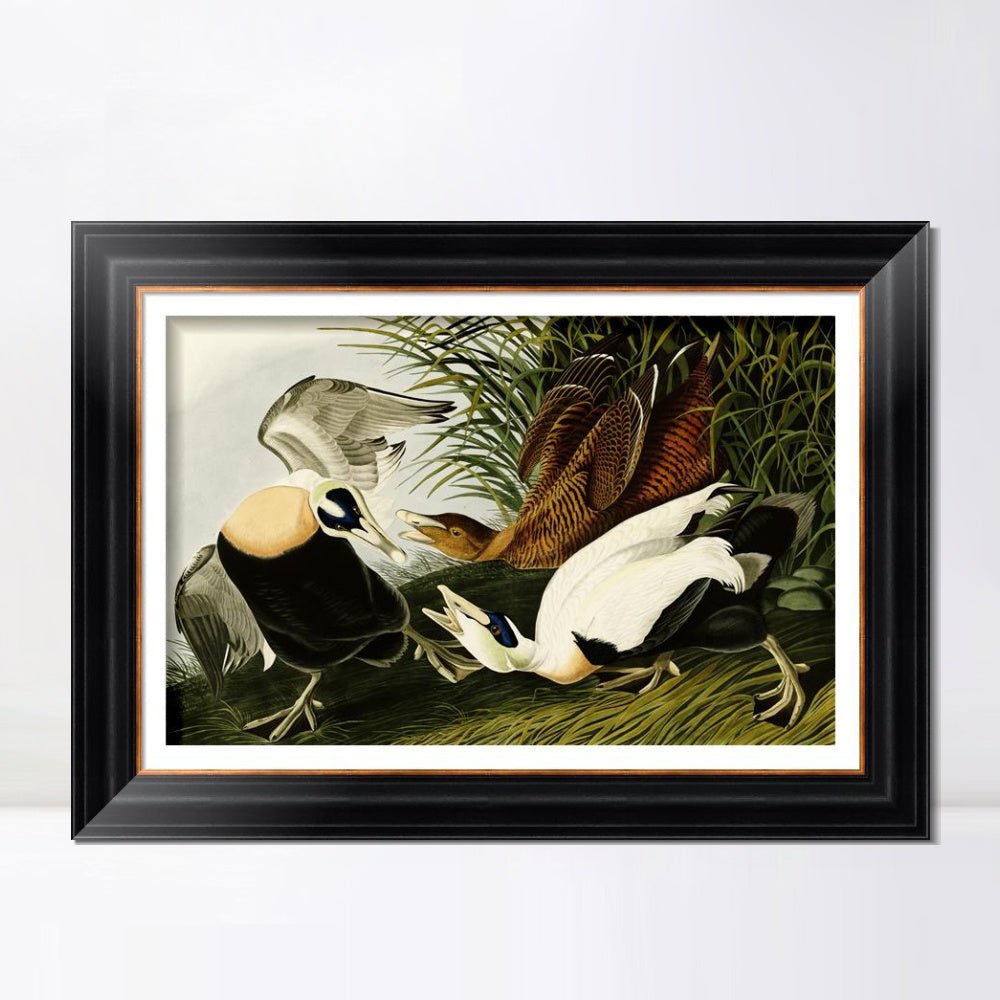 INVIN ART Framed Canvas Art Giclee Print Eider Duck by John James Audubon  Home Office Wall Art Decorations
