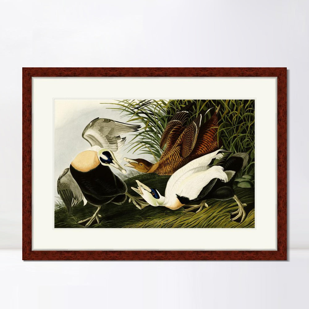 INVIN ART Framed Canvas Art Giclee Print Eider Duck by John James Audubon  Home Office Wall Art Decorations