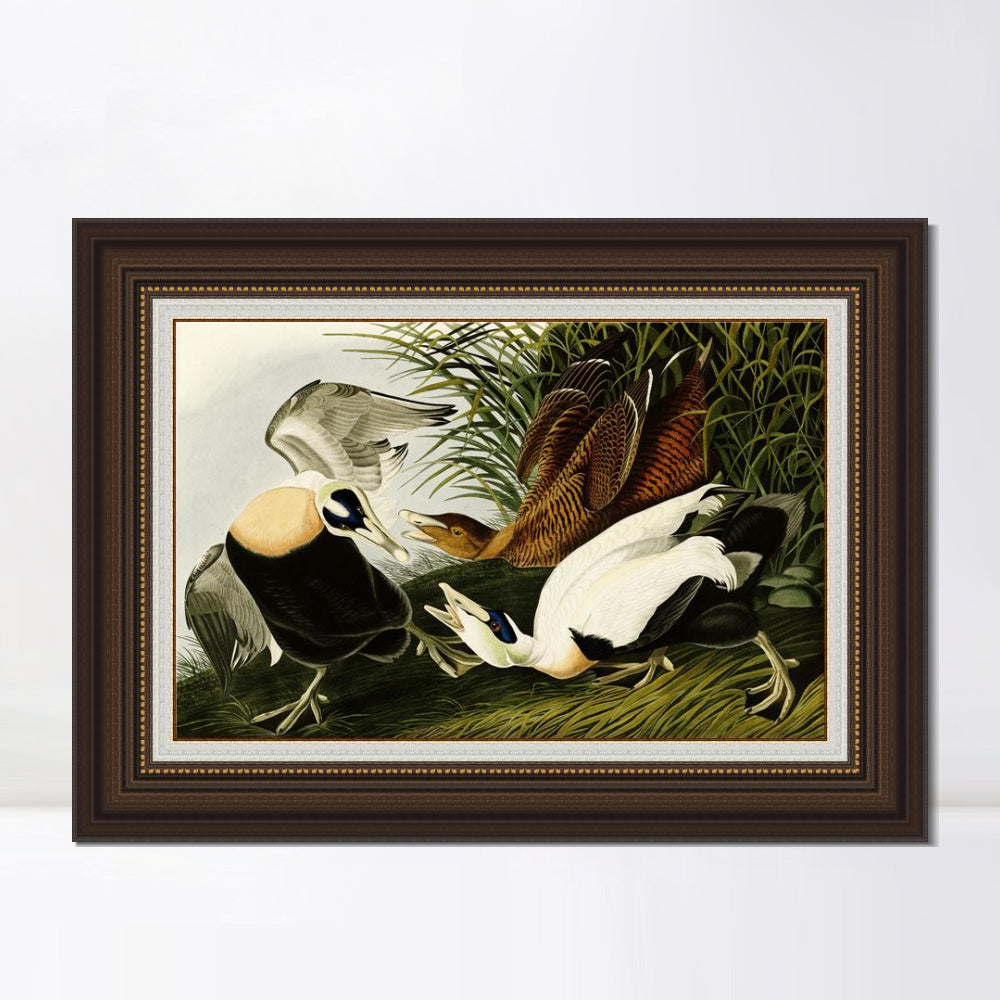 INVIN ART Framed Canvas Art Giclee Print Eider Duck by John James Audubon  Home Office Wall Art Decorations