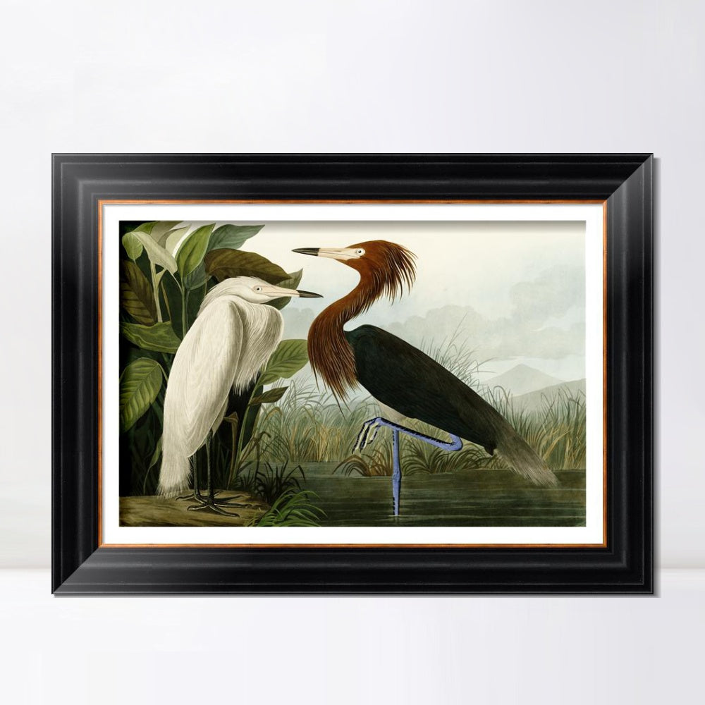INVIN ART Framed Canvas Art Giclee Print Eider Duck by John James Audubon Wall Art