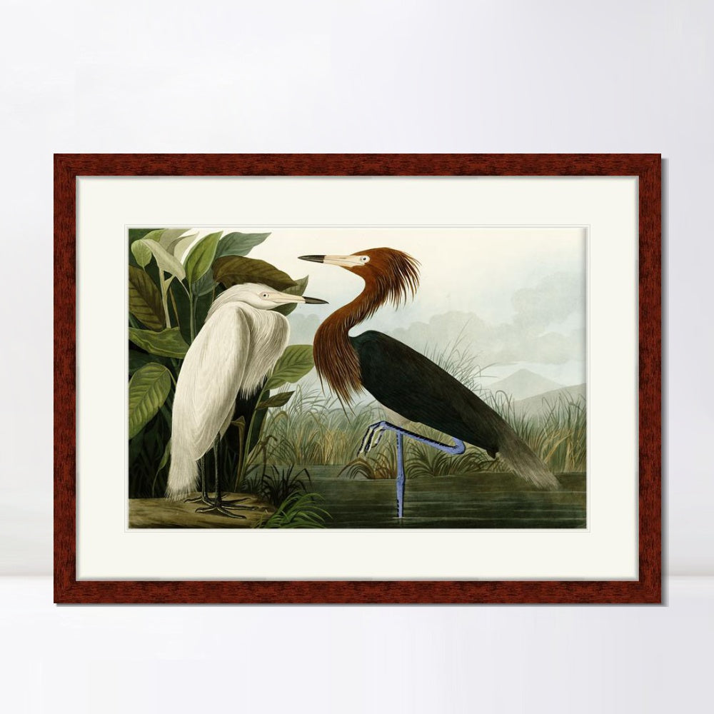 INVIN ART Framed Canvas Art Giclee Print Eider Duck by John James Audubon Wall Art