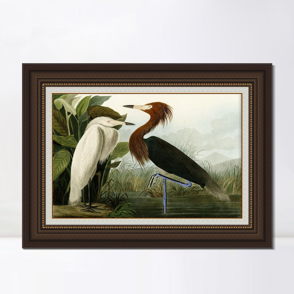 INVIN ART Framed Canvas Art Giclee Print Eider Duck by John James Audubon Wall Art