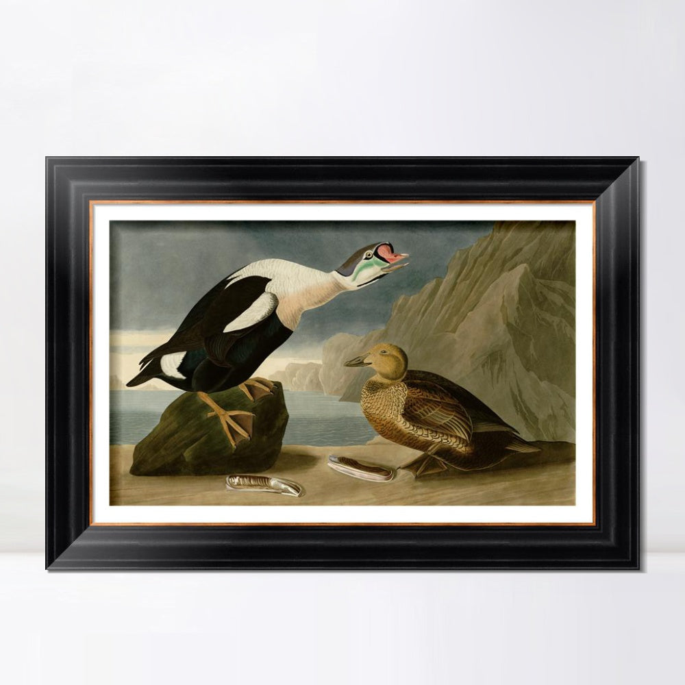 INVIN ART Framed Canvas Art Giclee Print King Duck by John James Audubon  Home Office Wall Art Decorations