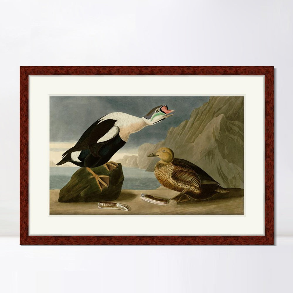 INVIN ART Framed Canvas Art Giclee Print King Duck by John James Audubon  Home Office Wall Art Decorations
