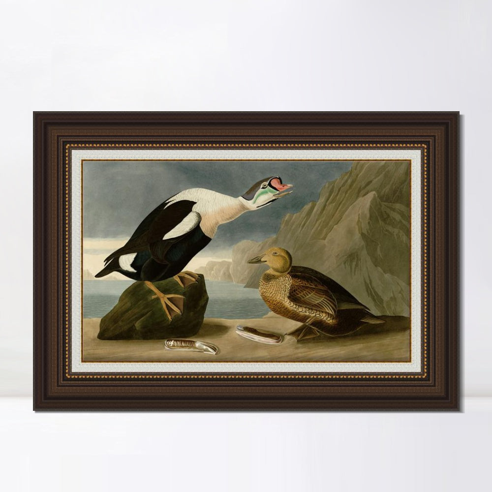 INVIN ART Framed Canvas Art Giclee Print King Duck by John James Audubon  Home Office Wall Art Decorations