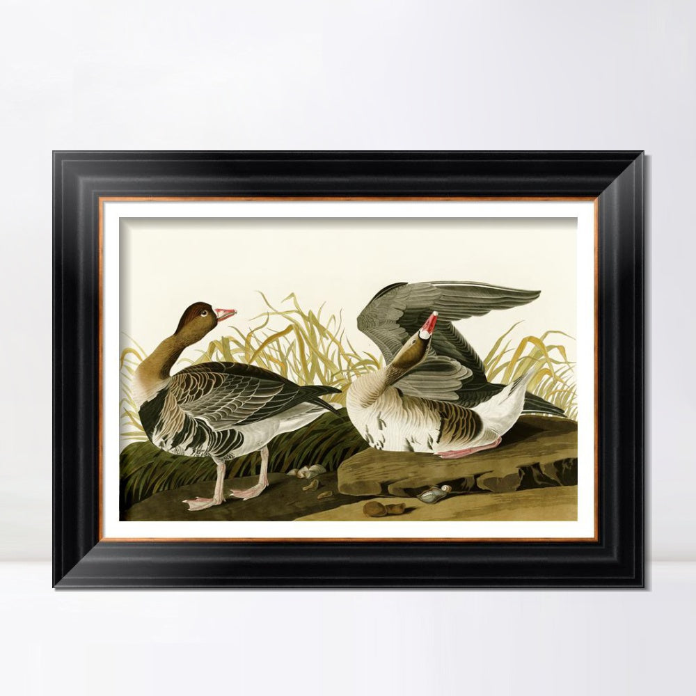 INVIN ART Framed Canvas Art Giclee Print White Fronted Goose by John James Audubon  Home Office Wall Art Decorations