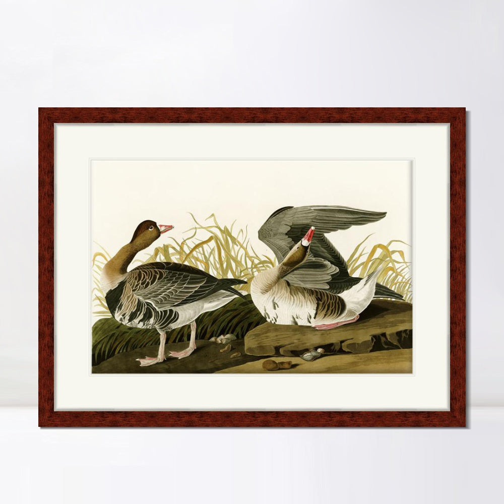 INVIN ART Framed Canvas Art Giclee Print White Fronted Goose by John James Audubon  Home Office Wall Art Decorations