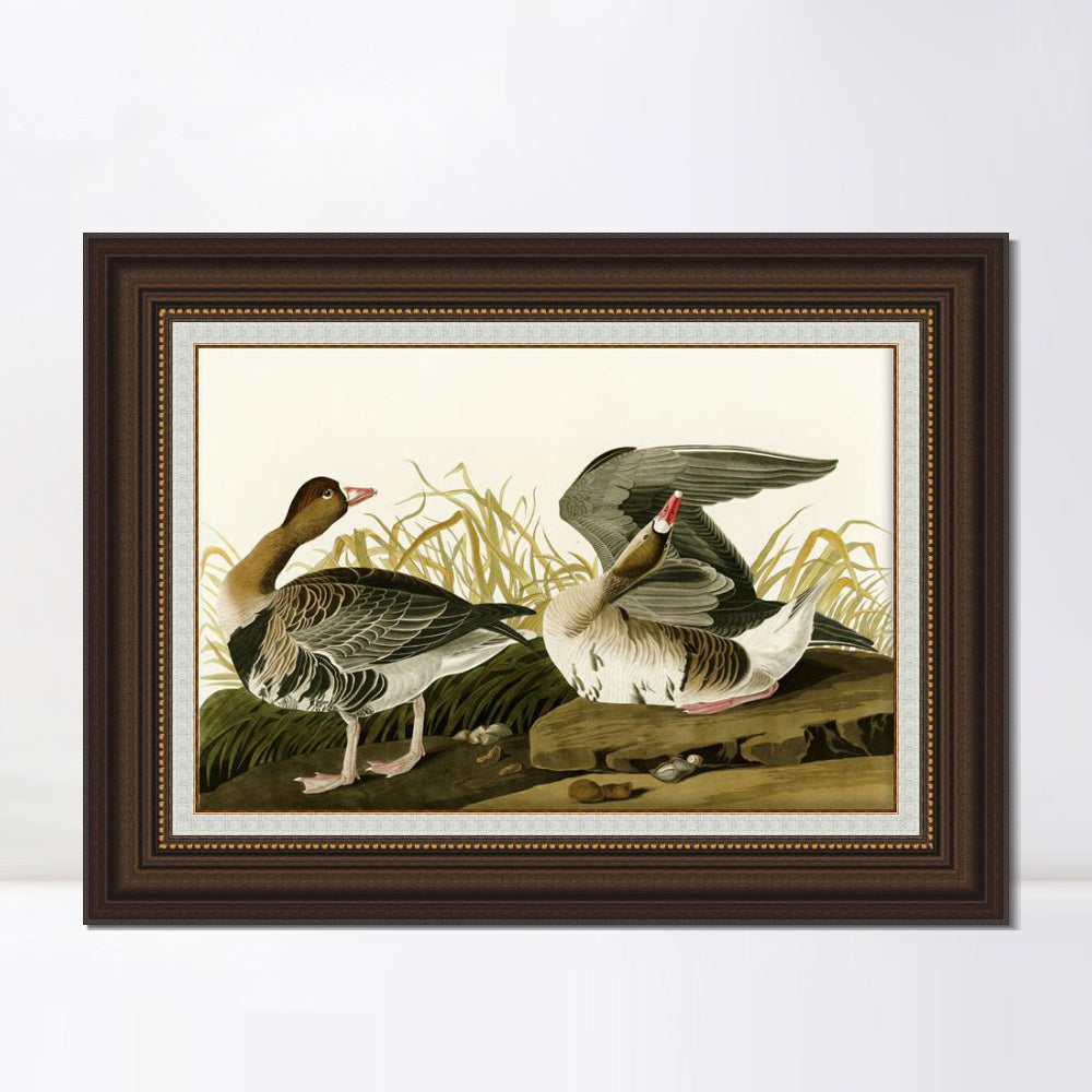 INVIN ART Framed Canvas Art Giclee Print White Fronted Goose by John James Audubon  Home Office Wall Art Decorations