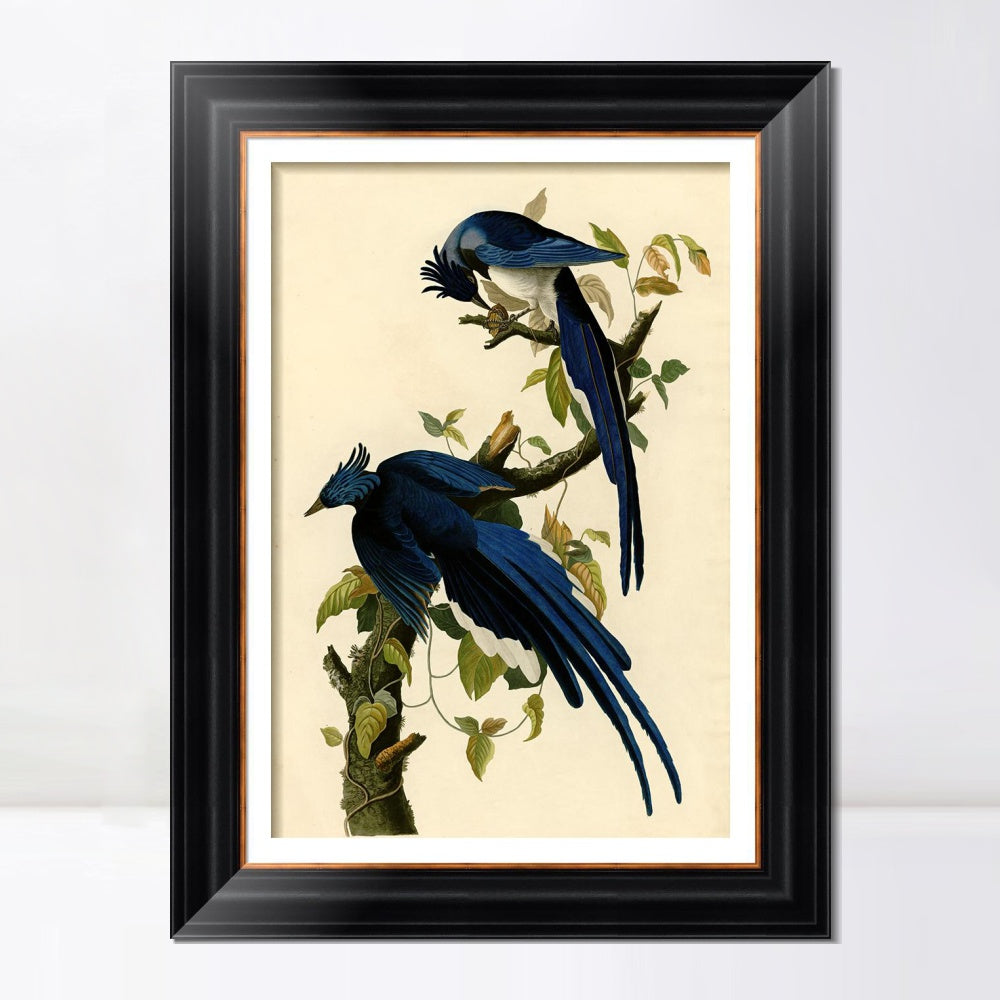 INVIN ART Framed Canvas Art Giclee Print Columbia Jay by John James Audubon  Home Office Wall Art Decorations