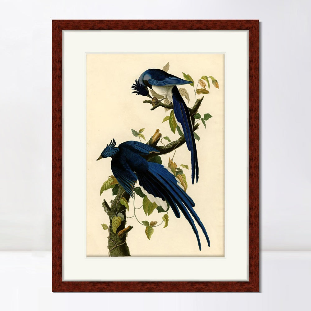 INVIN ART Framed Canvas Art Giclee Print Columbia Jay by John James Audubon  Home Office Wall Art Decorations