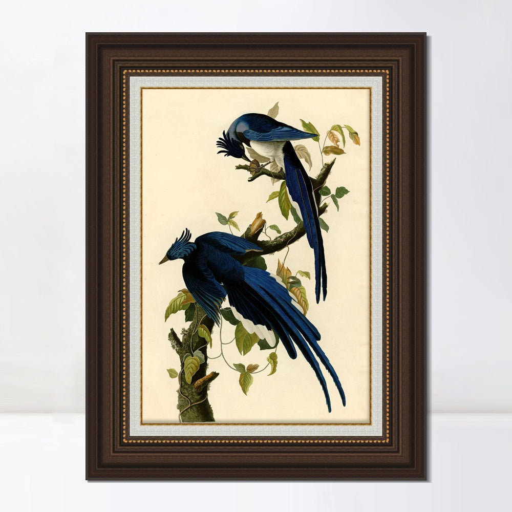 INVIN ART Framed Canvas Art Giclee Print Columbia Jay by John James Audubon  Home Office Wall Art Decorations