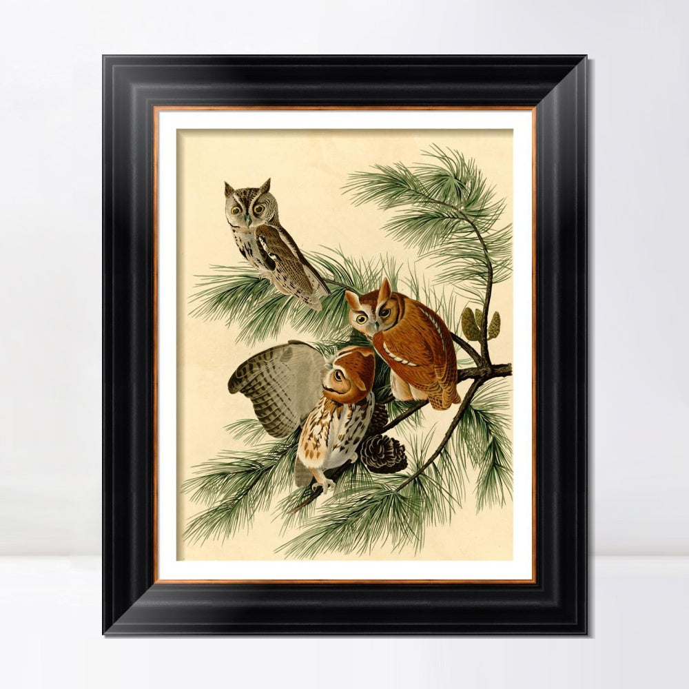 INVIN ART Framed Canvas Art Giclee Print Little Screech Owl by John James Audubon  Home Office Wall Art Decorations