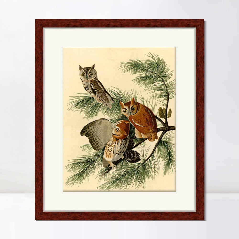 INVIN ART Framed Canvas Art Giclee Print Little Screech Owl by John James Audubon  Home Office Wall Art Decorations